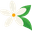 Flowers & Plants