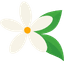 Flowers & Plants